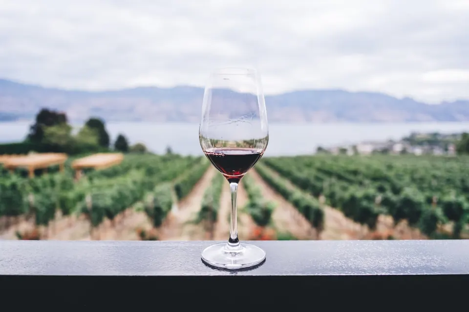 Vineyards and mountains in the Cape Winelands